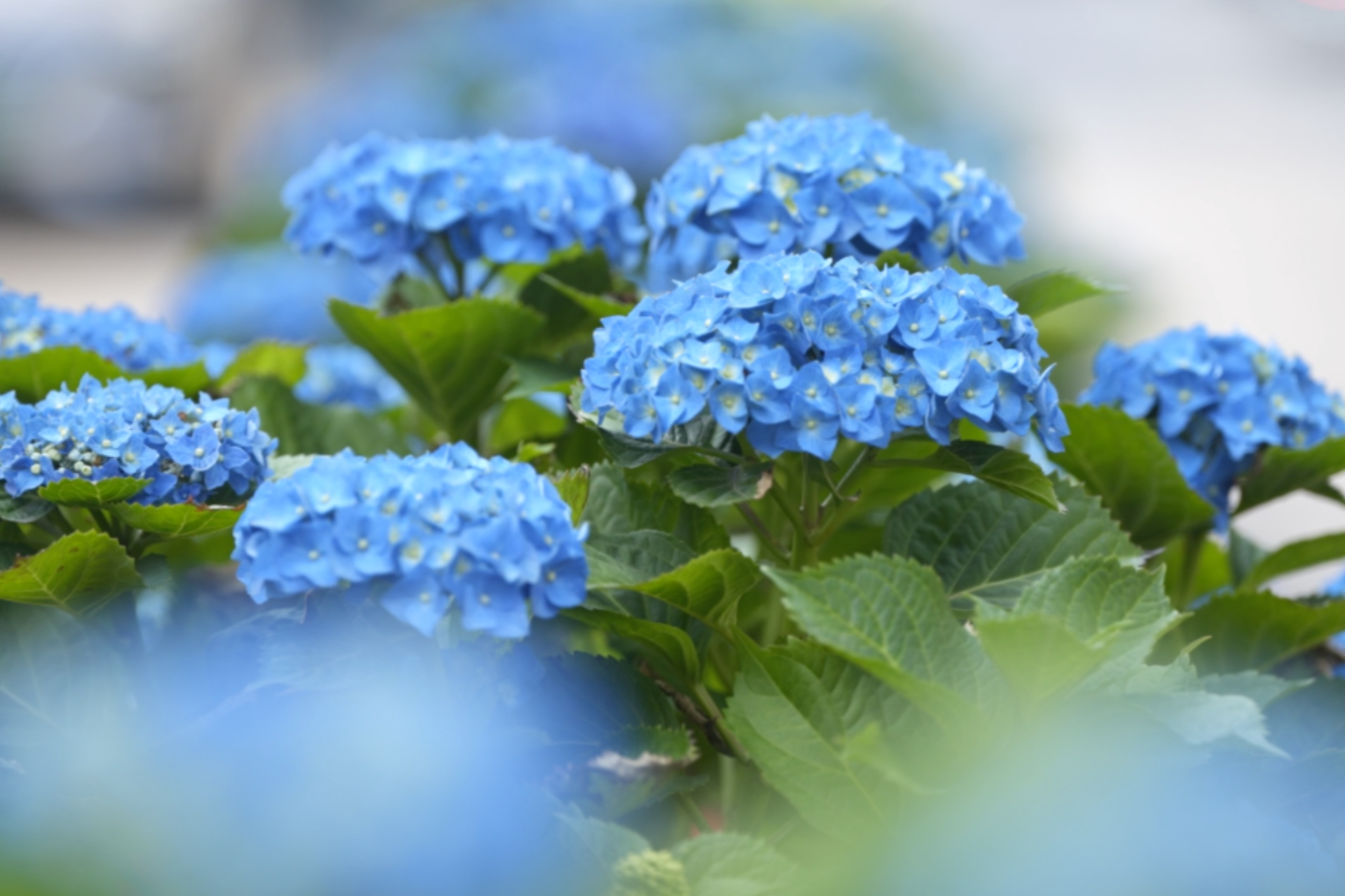 Hydrangeas bloom across Shanghai