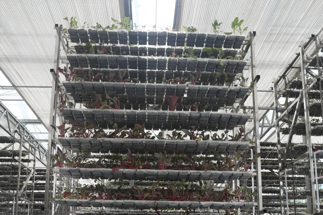 Jinshan launches vertical organic farm