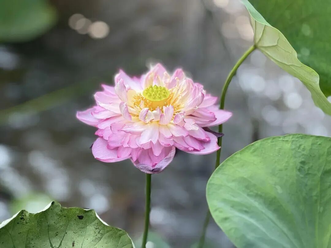 Daning Park lotus.jpg