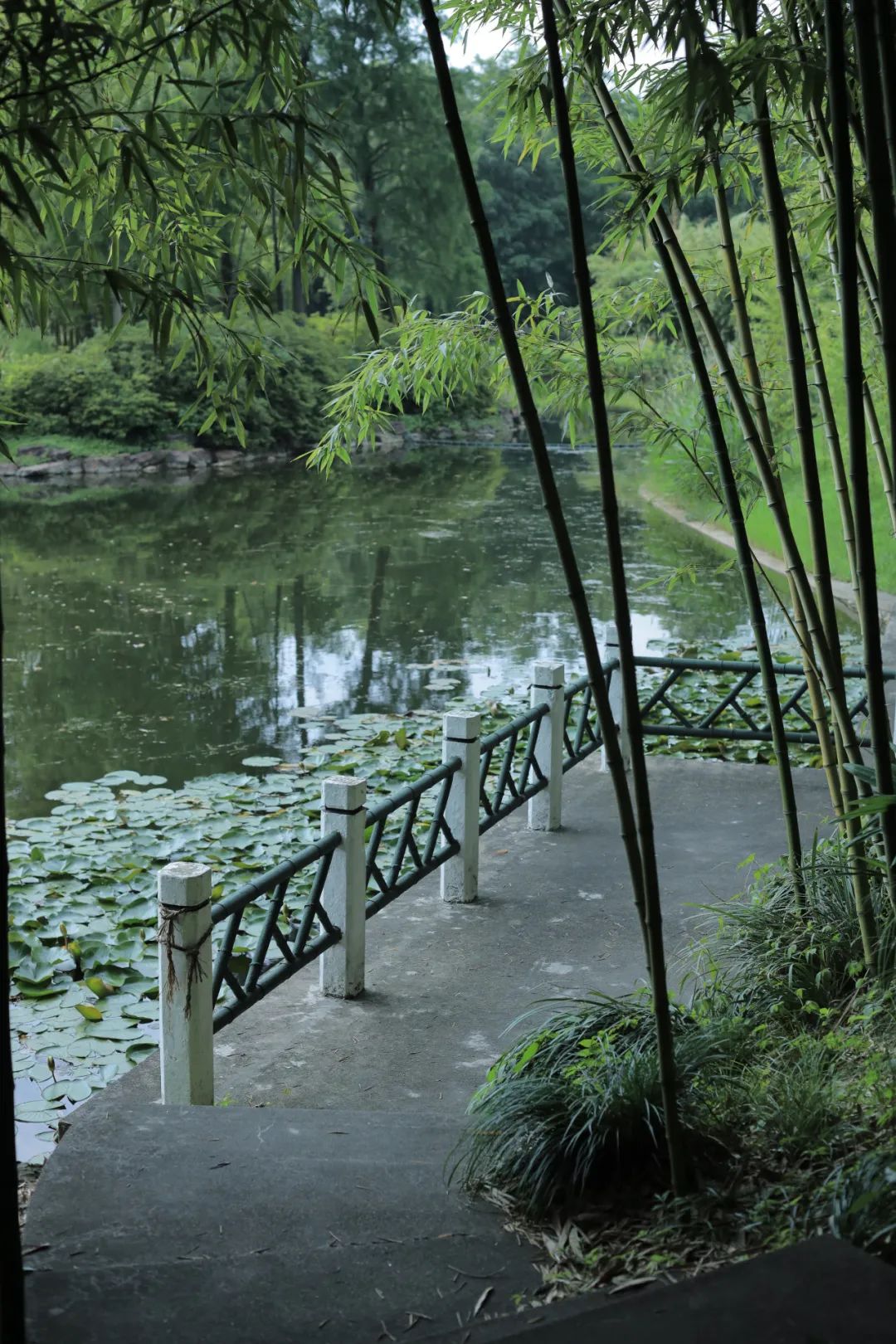 Bamboo along the riverbank and lotus leaves floating on the water create a harmonious and delightful scene.jpg