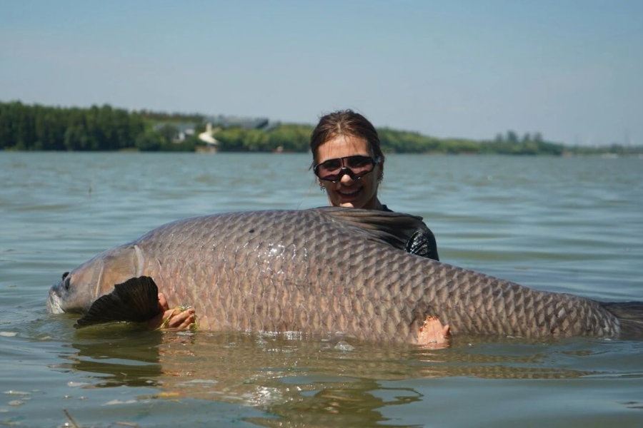 Black carp weighing over 60 kg caught in Chongming lake