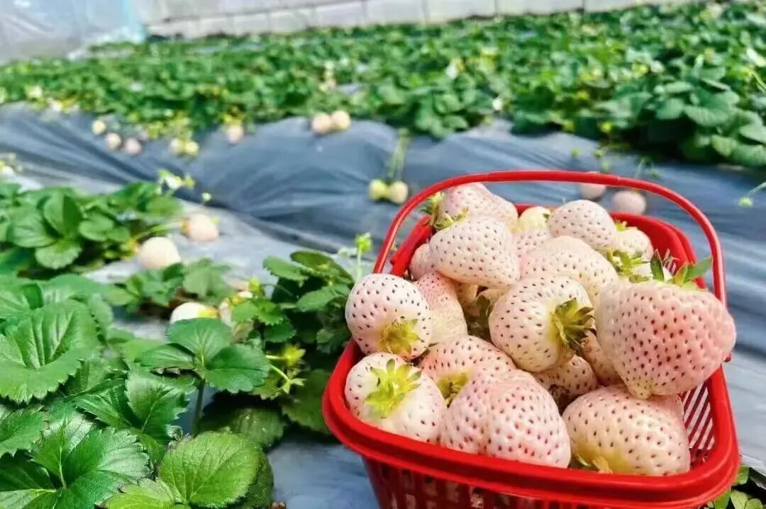 Strawberry-themed New Year fair at Changxing Island Country Park.jpg
