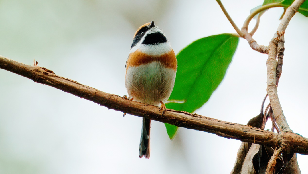 Bird (2).png
