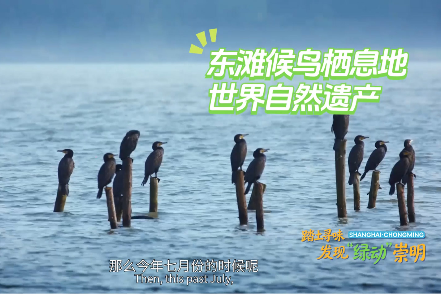 Discover Chongming's wonders as wetland city