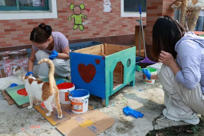 A sanctuary for strays: Exploring Shanghai's first 'cat island'