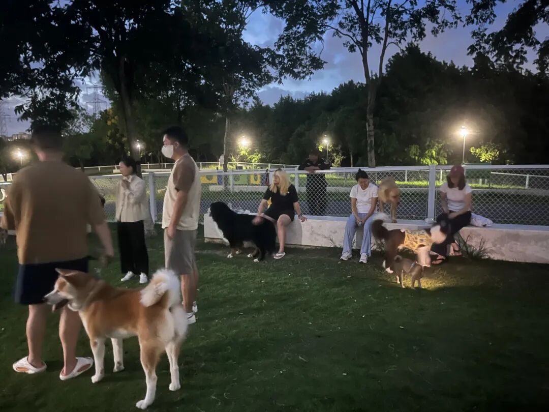 GoGo Land offers free fun for furry friends