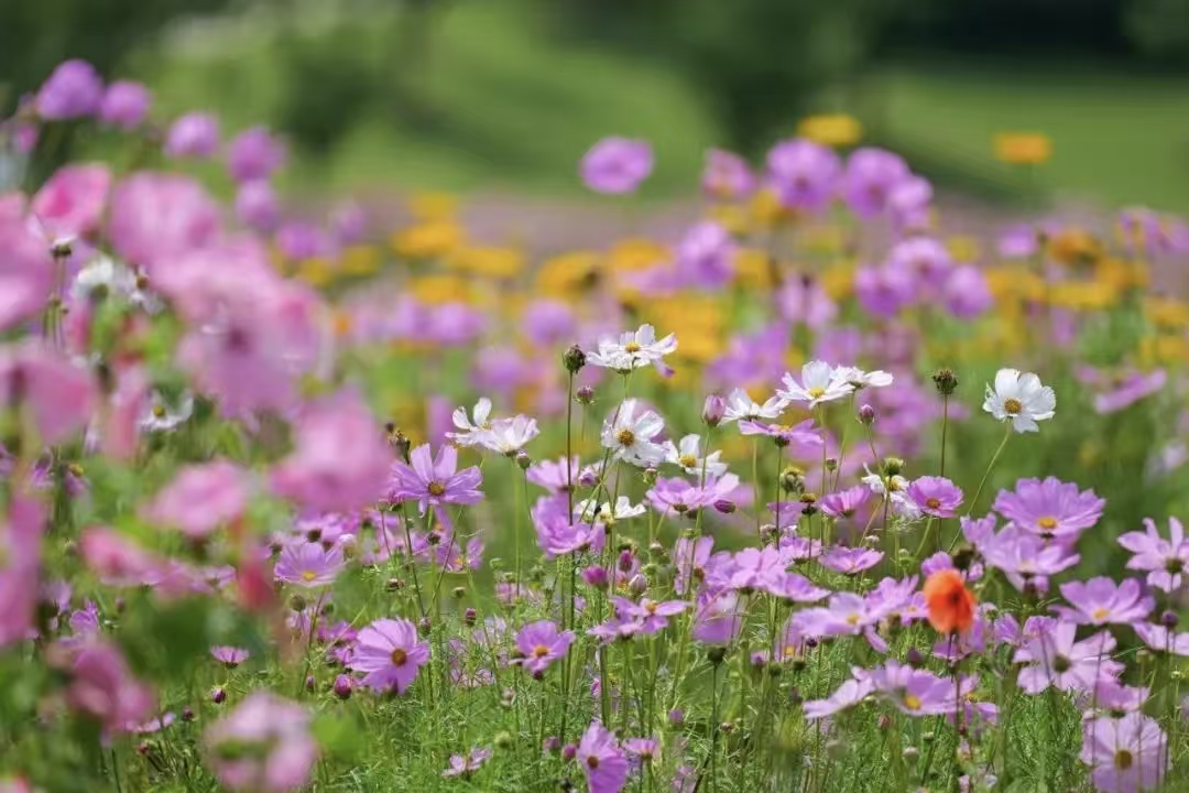 The blooming Galsang flowers at the park.jpg