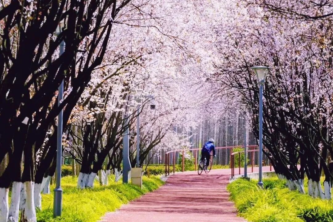 Explore spring in Shanghai on three stunning cycling routes
