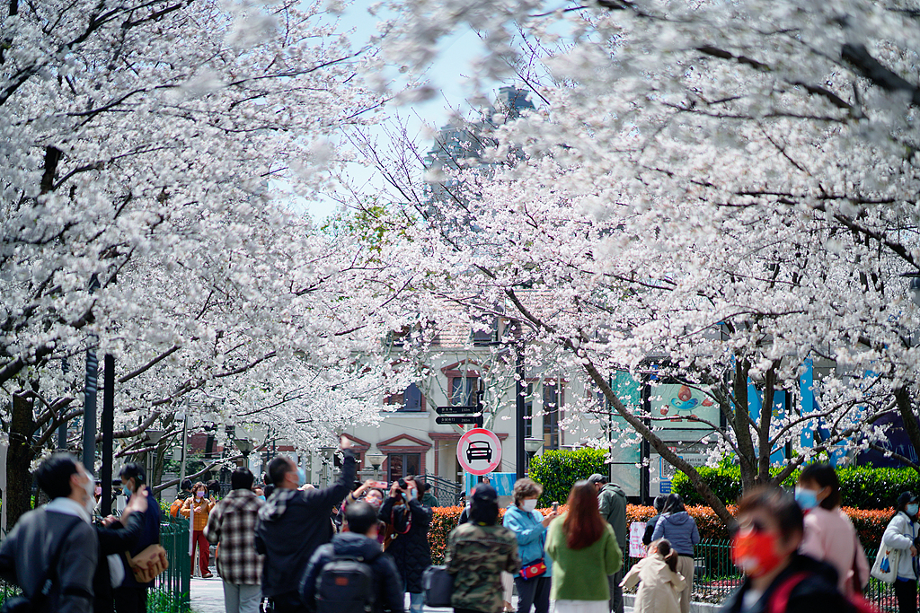 Visitors enjoy the cherry blossoms around the Hongkou Football Stadium in March..jpg