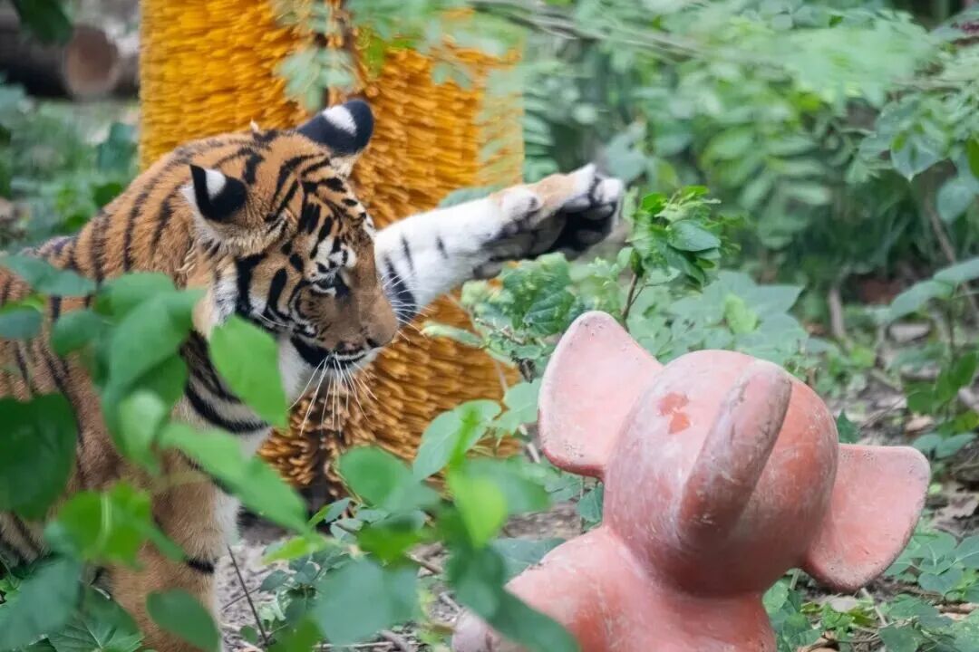 Shanghai Zoo.jpg