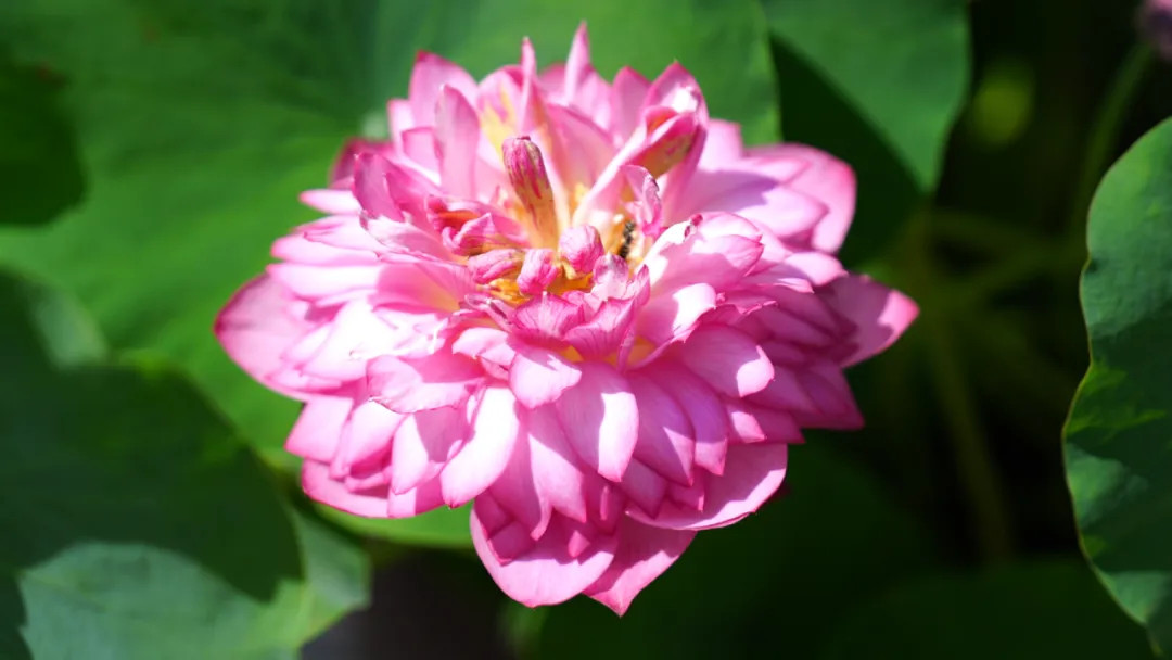 A half-open lotus, caught between bud and bloom, glows softly at the exhibition.jpg