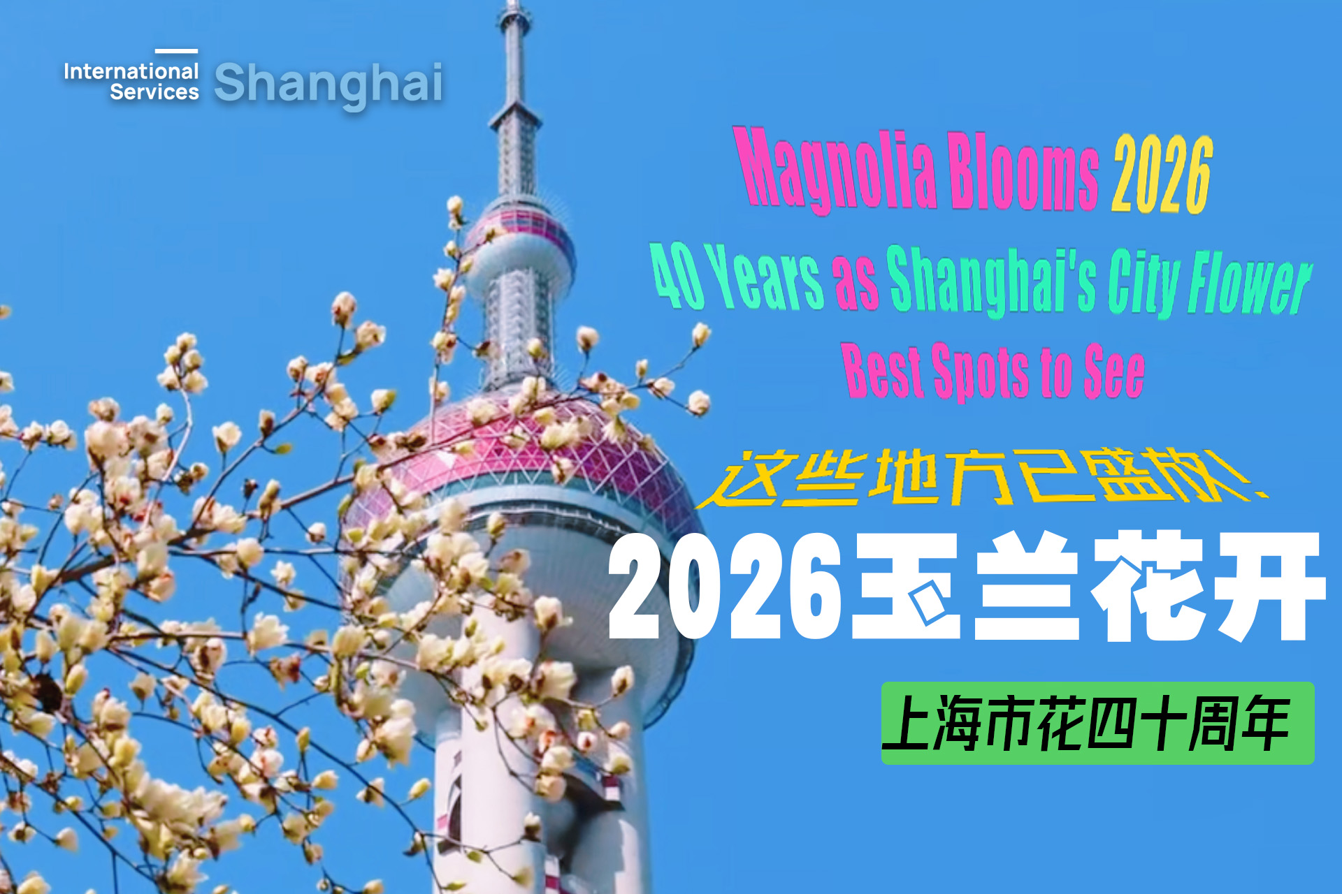 Best spots to see magnolia blooms