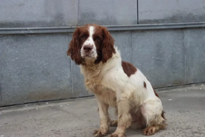 Seven retired search and rescue dogs that are available for adoption.png Seven retired search and rescue dogs that are available for adoption.png