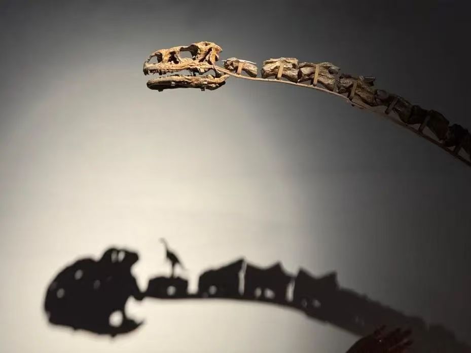 The fossil of Lufengosaurus huenei exhibited at the Shanghai Natural History Museum.jpg