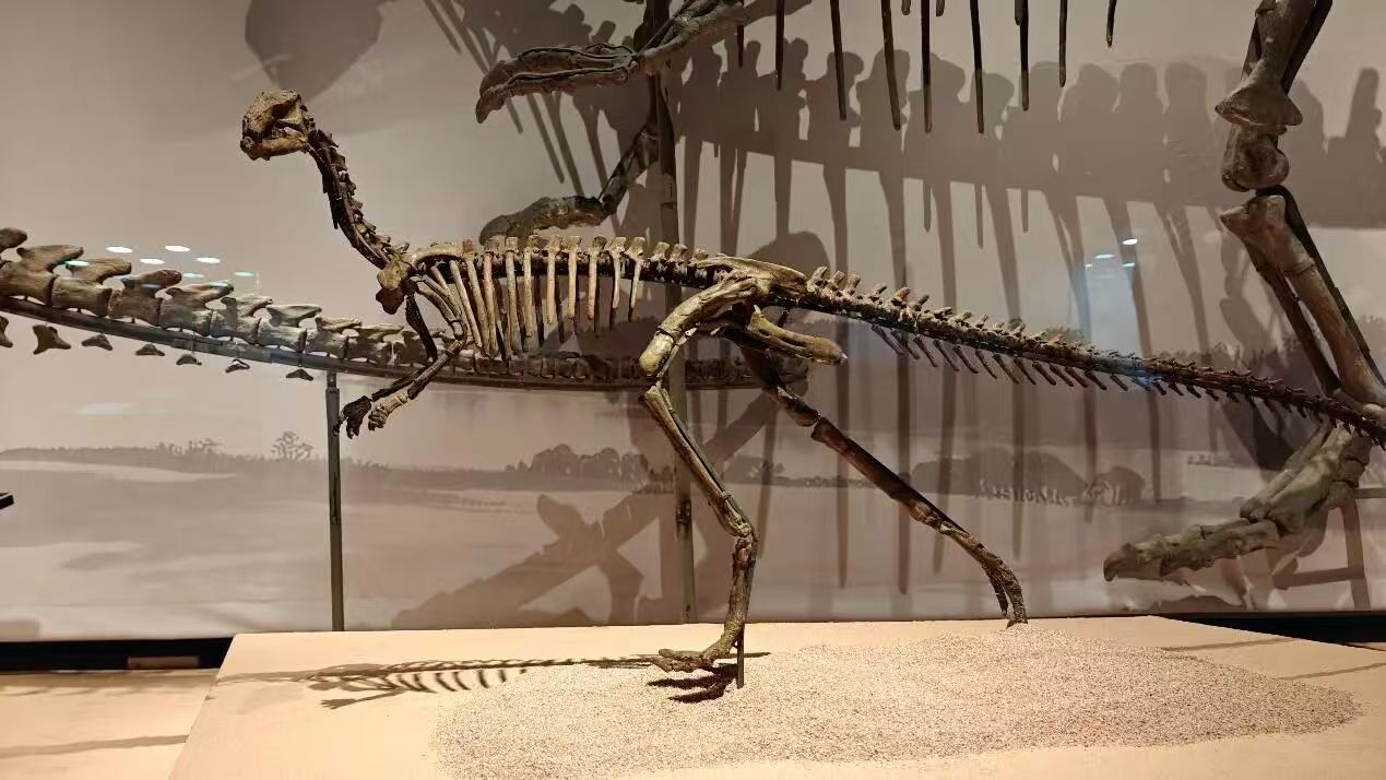 Dinosaur fossil models are on display at the museum.jpg