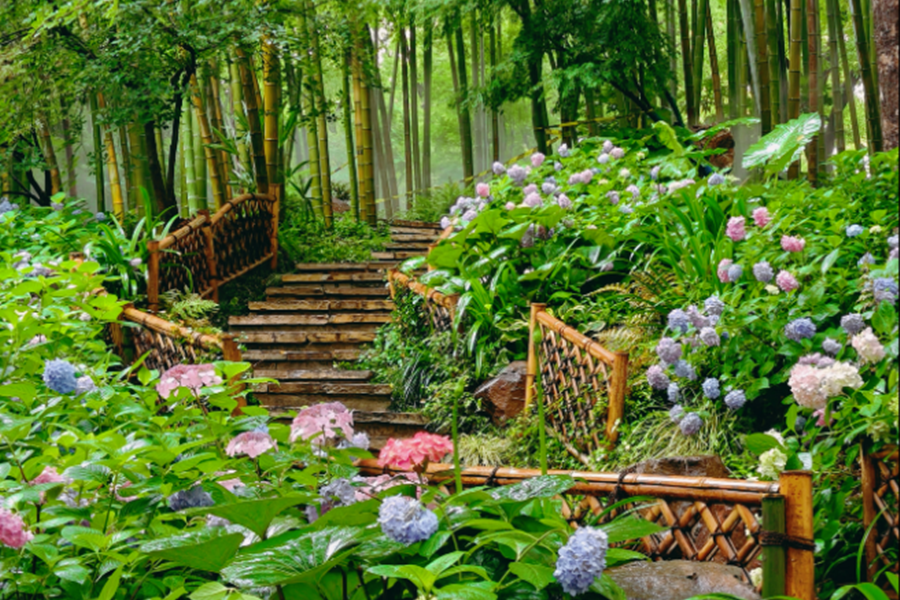Hydrangeas paint Shanghai in dreamy colors