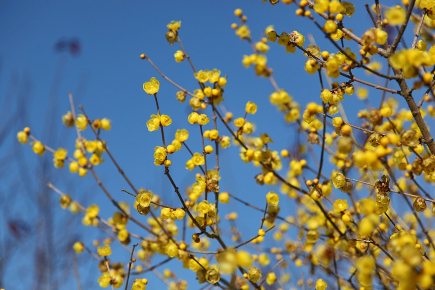 Century Park Plum Blossom Festival.png