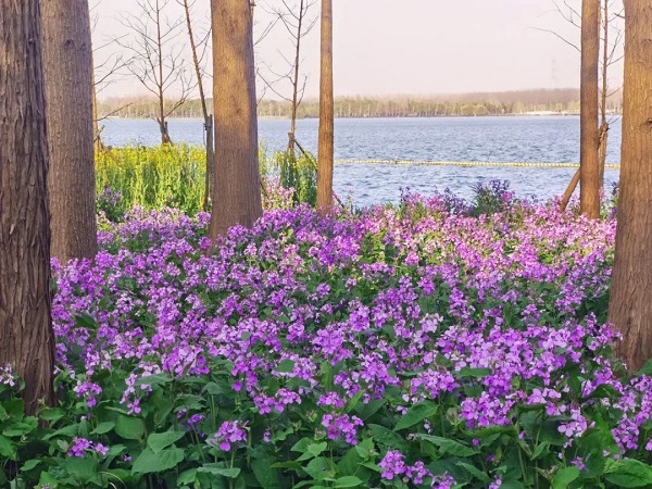 flowers 6.jpg flowers 6.jpg