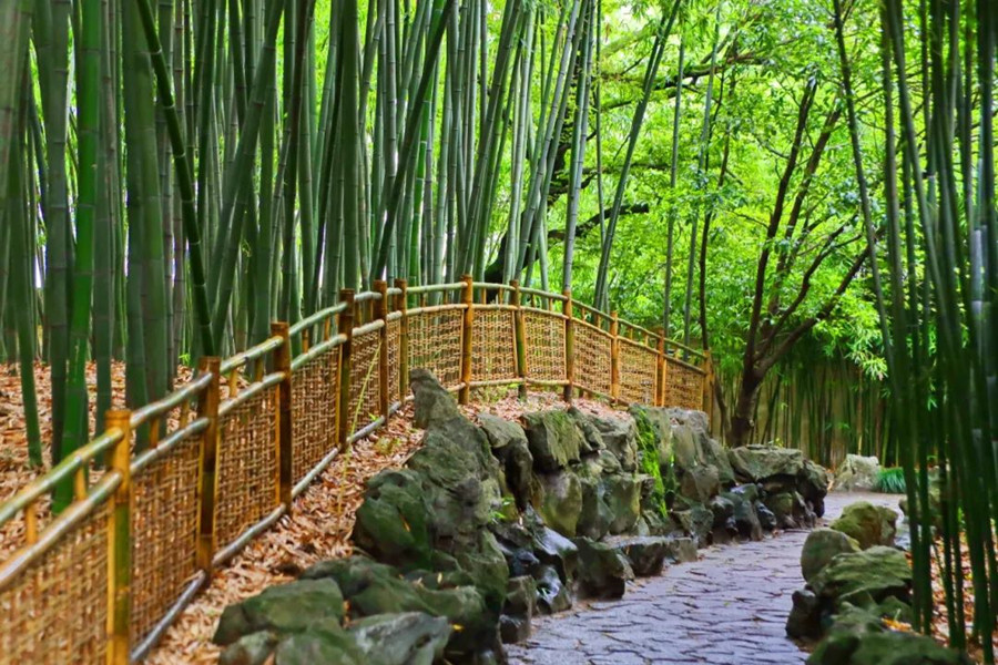 Hidden bamboo retreats: Discovering Shanghai's cool summer escapes