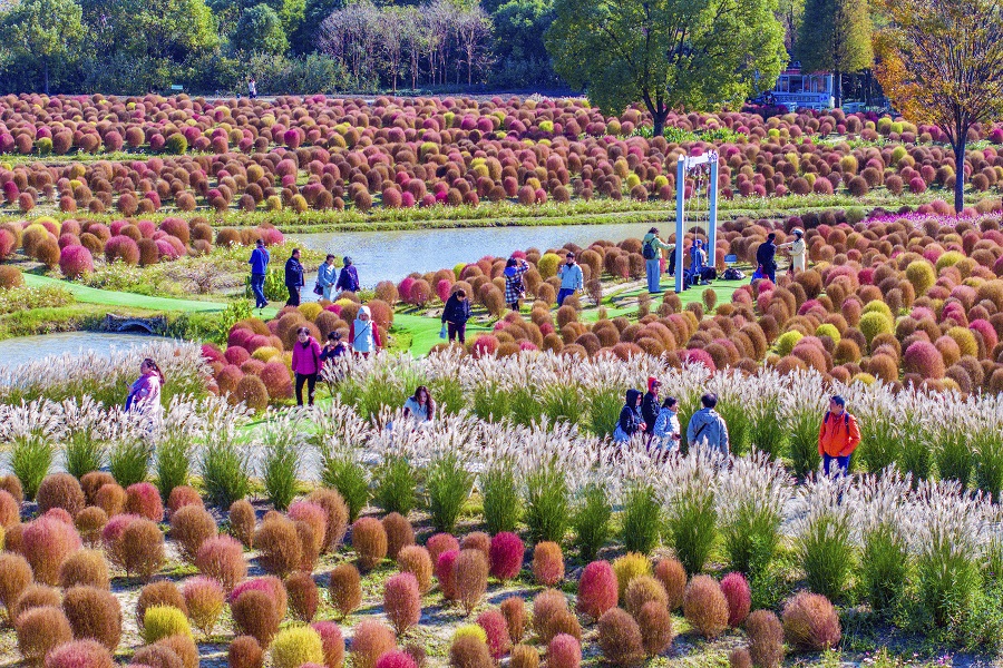 Jinshan to host week-long farmers' harvest carnival