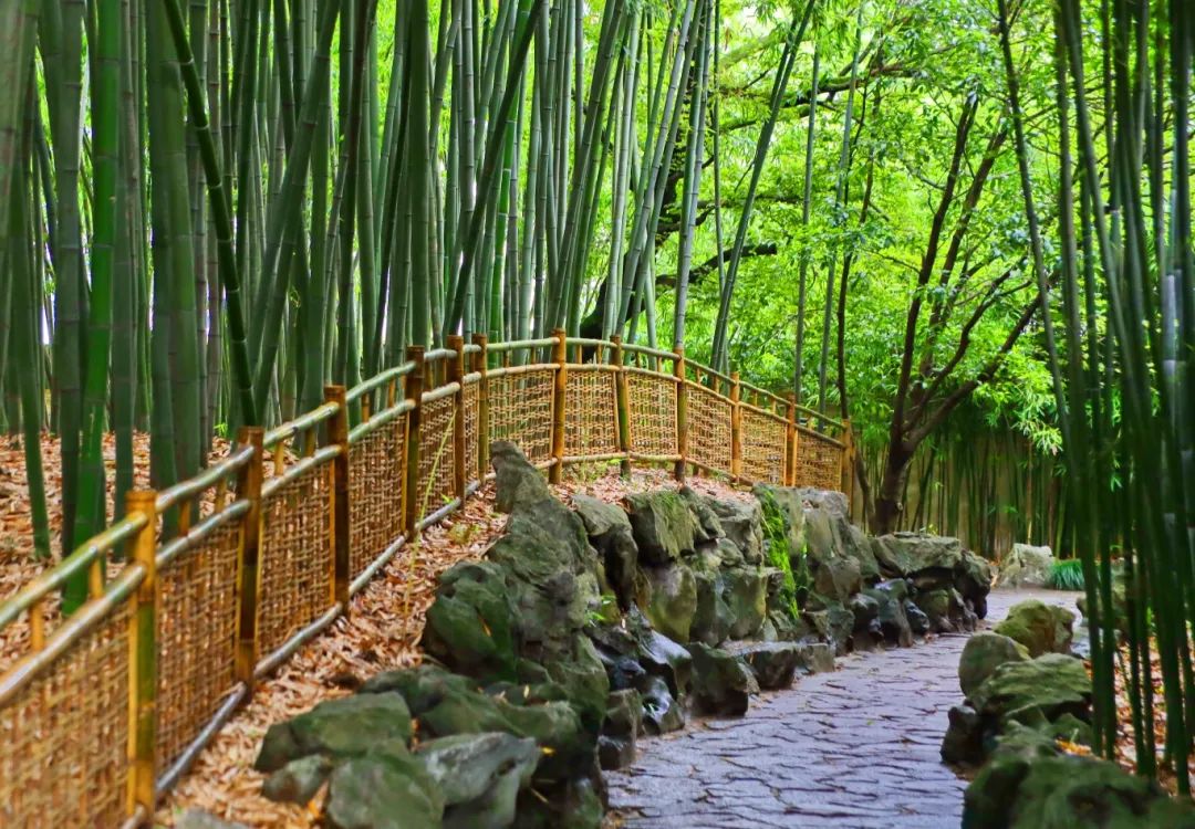 Bamboo grows densely on either side of the stone-paved path.jpg