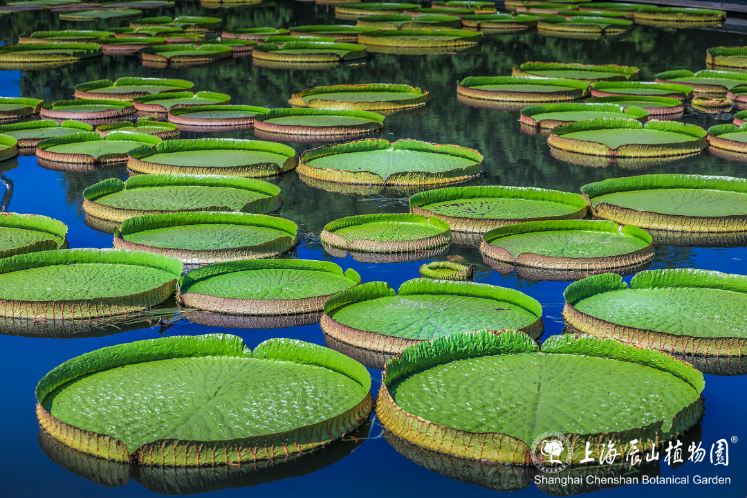 Victoria water lily.png