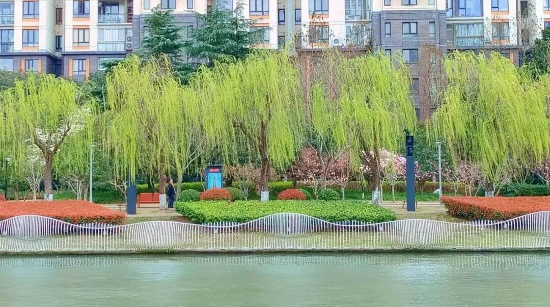 Willow trees along the Suzhou Creek.jpg