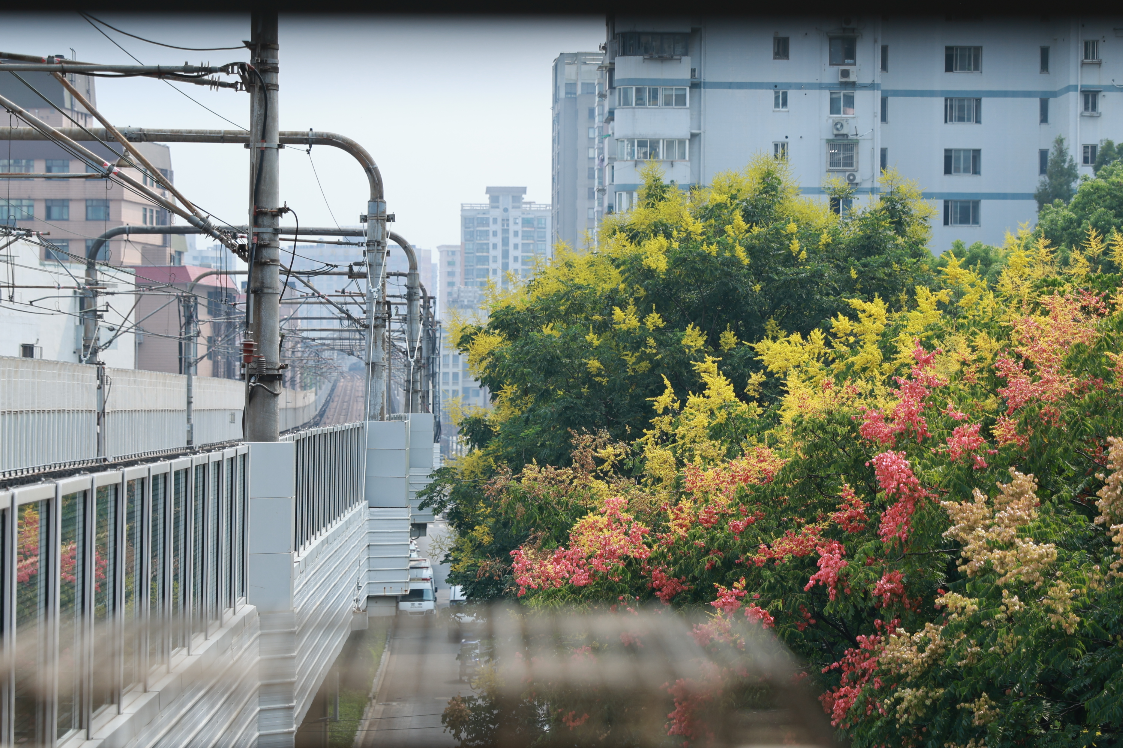 Embrace Shanghai's golden season