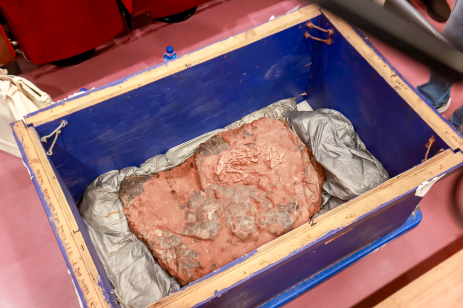 Baby Louie, a rare Oviraptorosaur fossil, is unveiled for public display.jpg