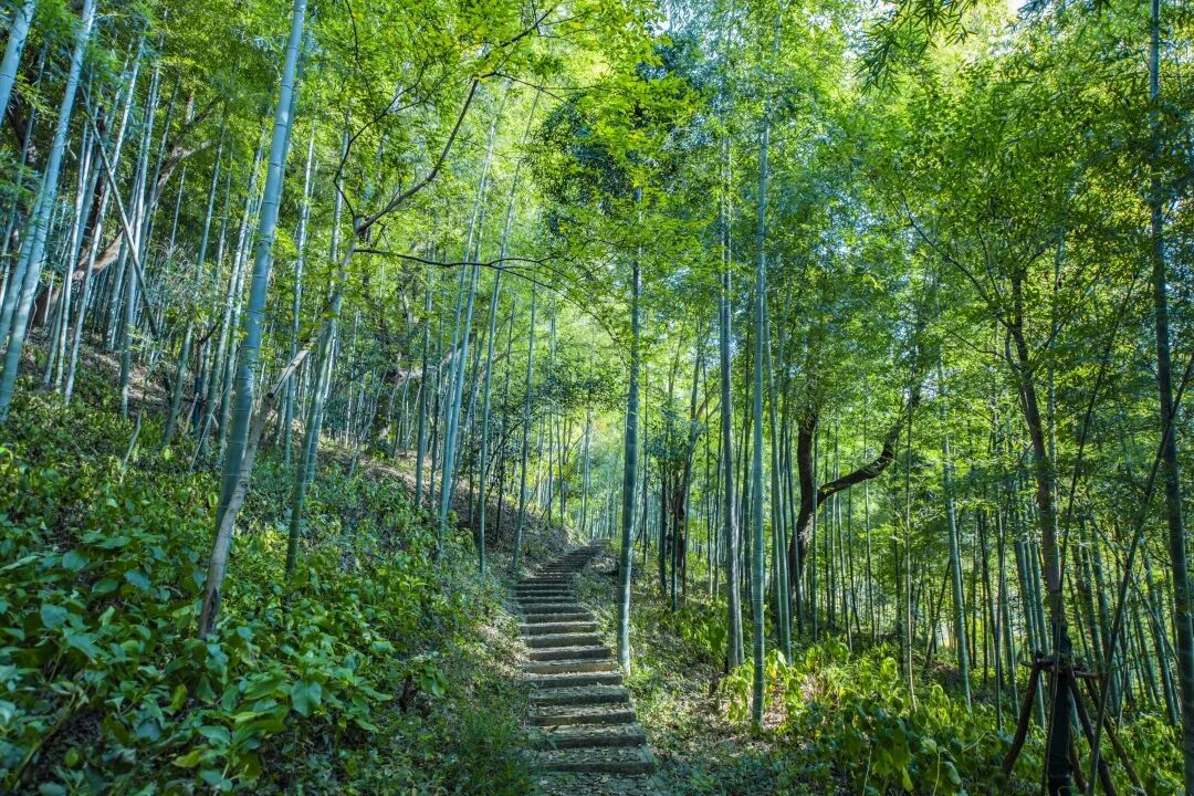 Sheshan National Forest Park.jpg
