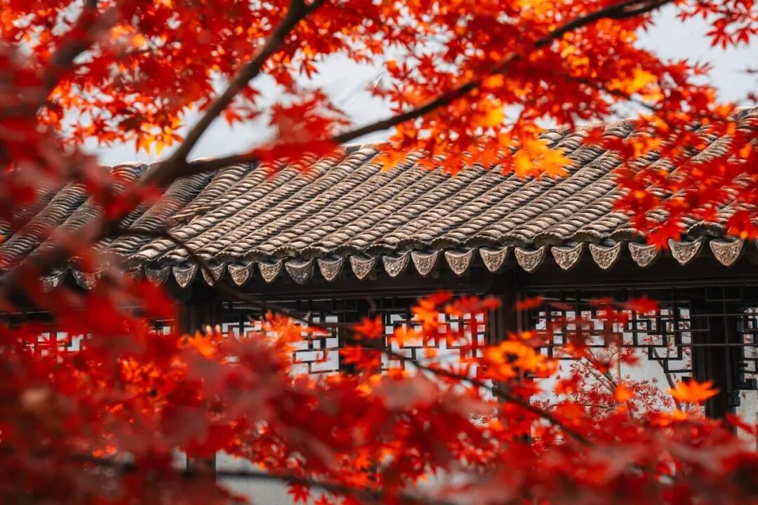 The maple trees and classical pavilions of Qiuxia Garden come together to form a scene of timeless beauty.jpg
