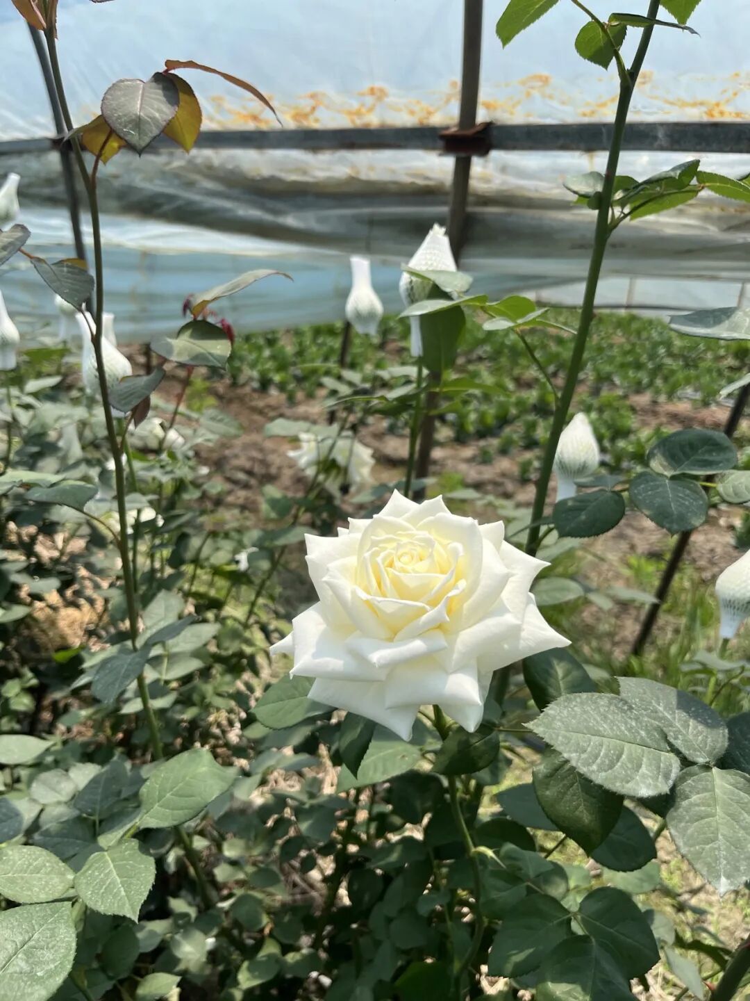 花圃小胖鲜花采摘园.jpg