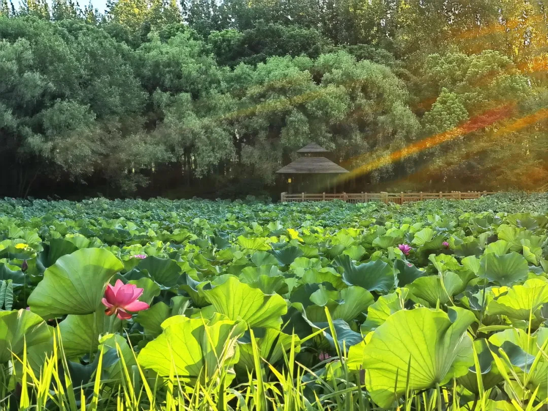 The lotus flowers in Gucun Park.jpg