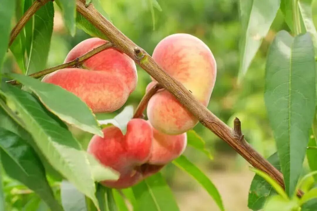 Jinshan peach feast.jpg