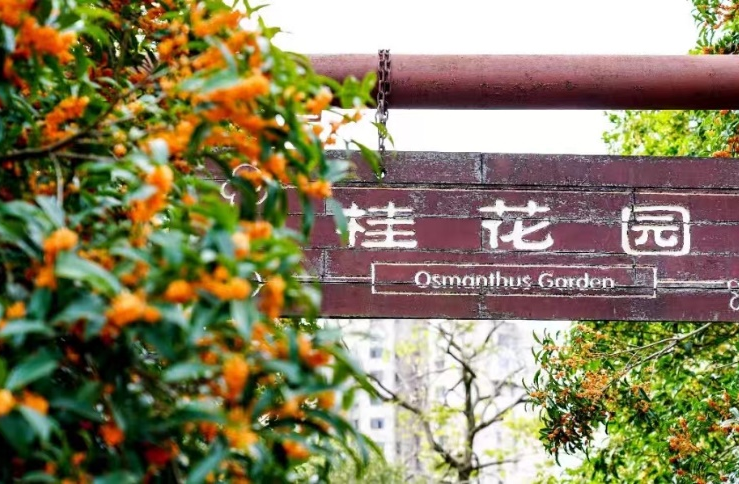 Popular spots to view osmanthus flowers