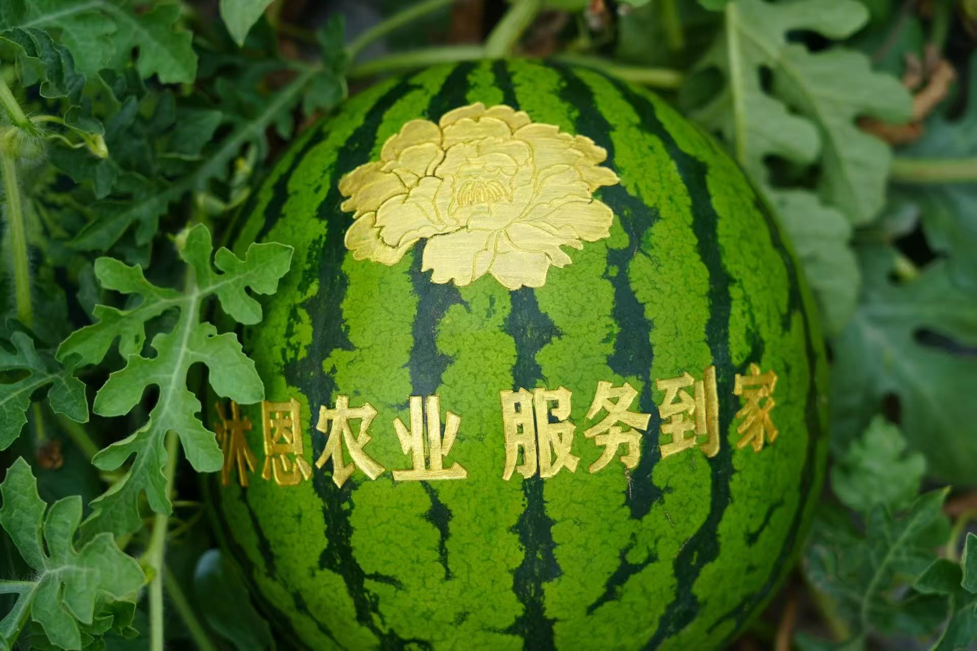 Muen Agriculture.jpg