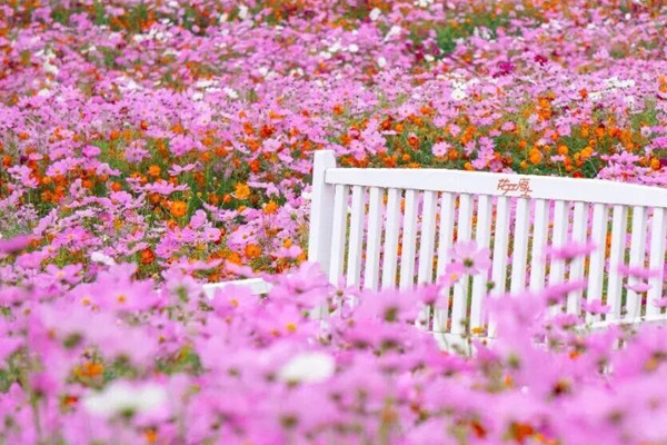 A season of color at Shanghai Blooming Garden