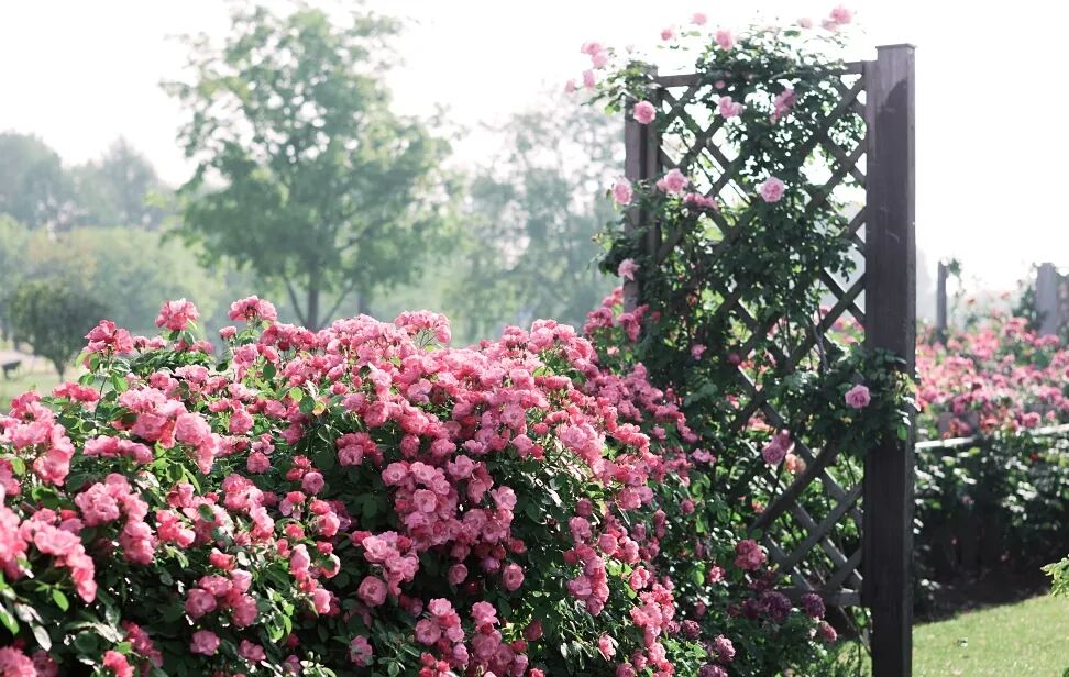 Chenshan Botanical Garden.jpg
