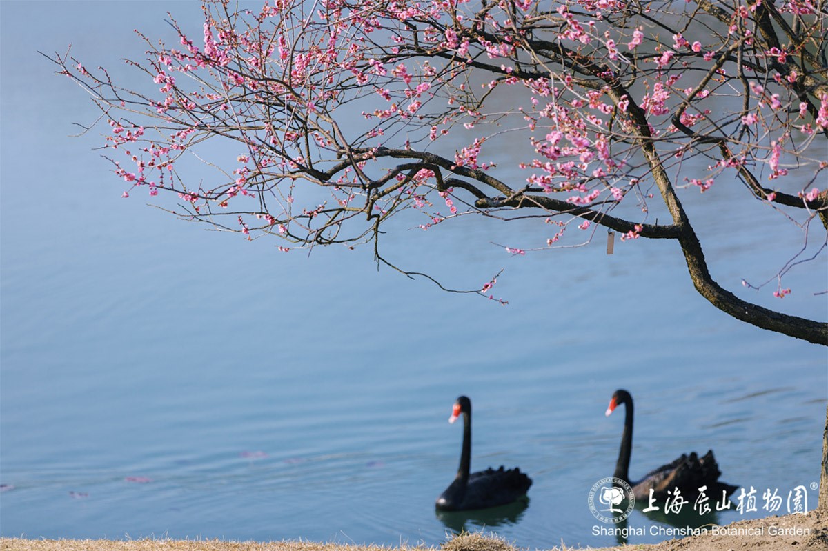 Top plum blossom viewing spots