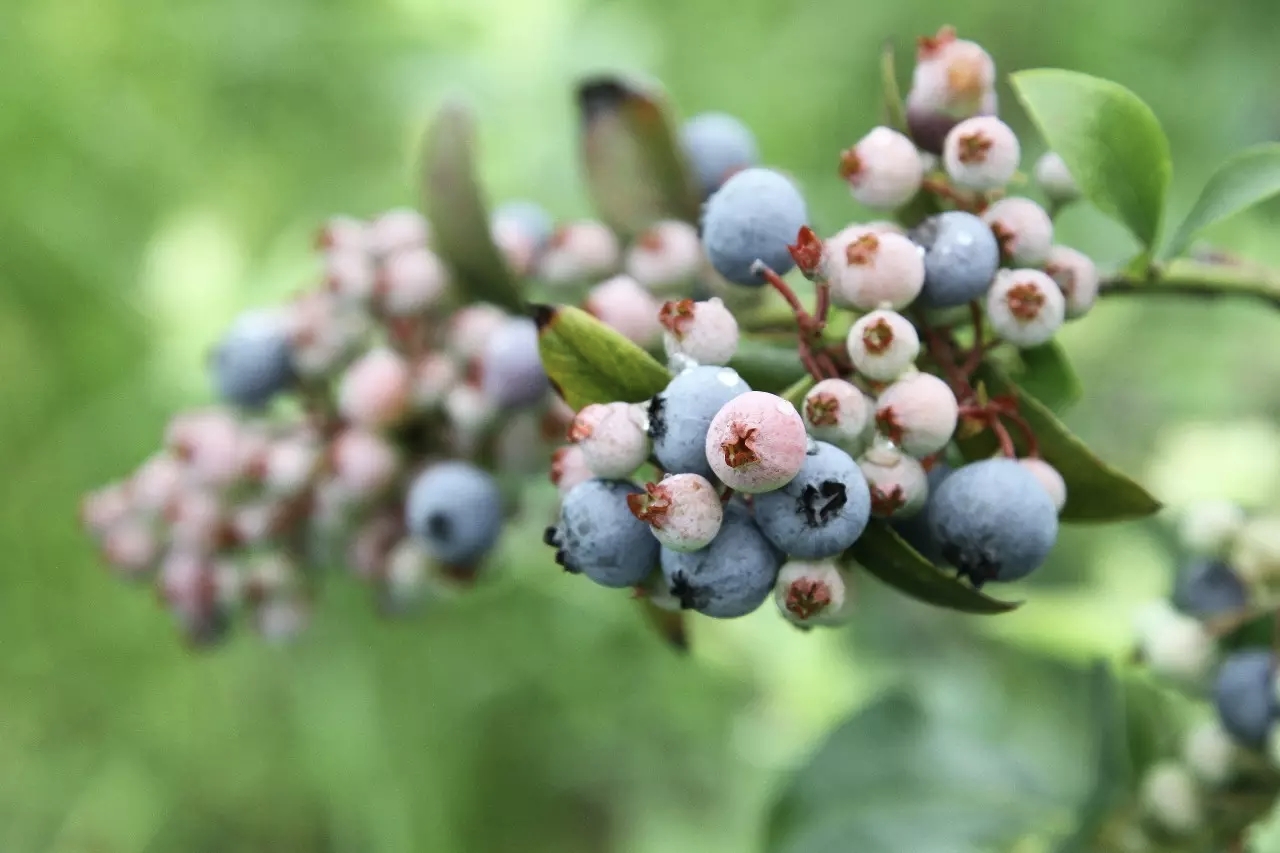 Jinshan fruit picking season