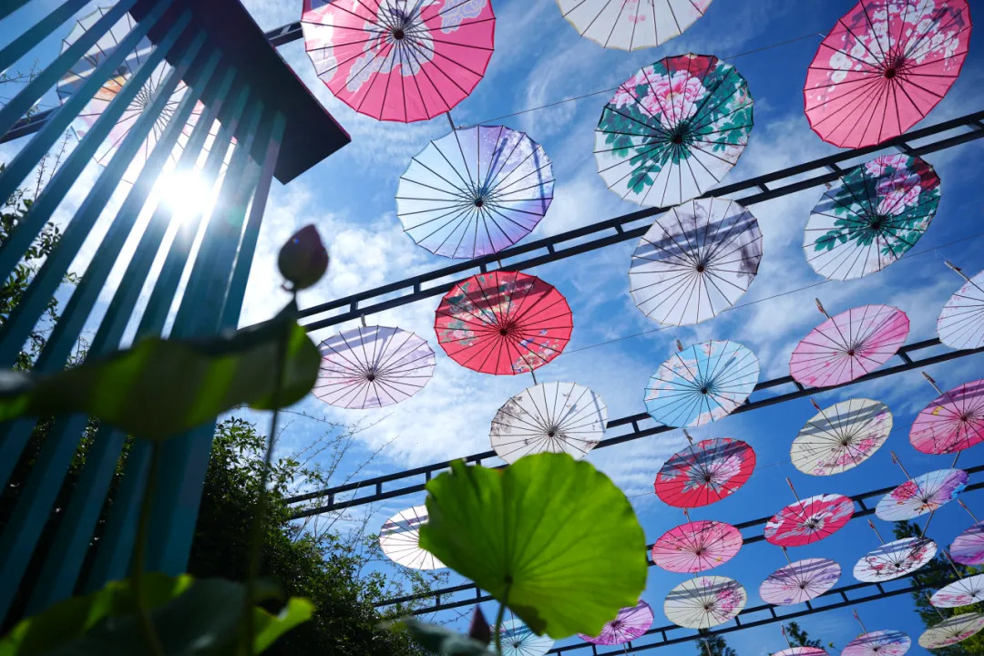 Hundreds of suspended oil-paper umbrellas sway gently in the breeze at the lotus exhibition.jpg
