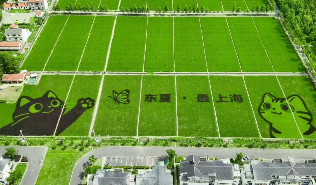 Dongxia village.png