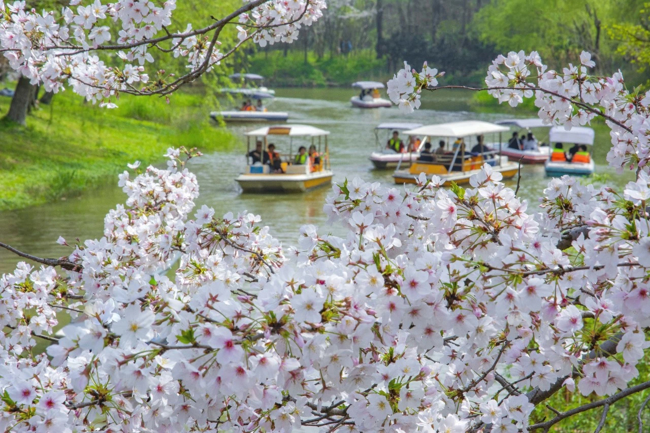 Experience magic of Baoshan with sunrises, cherry blossoms and tea