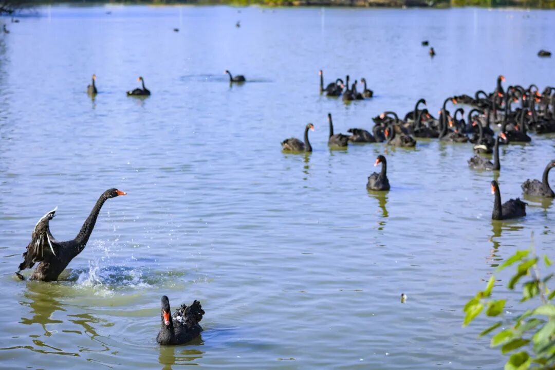 Daqian Swan Lake Manor.jpg