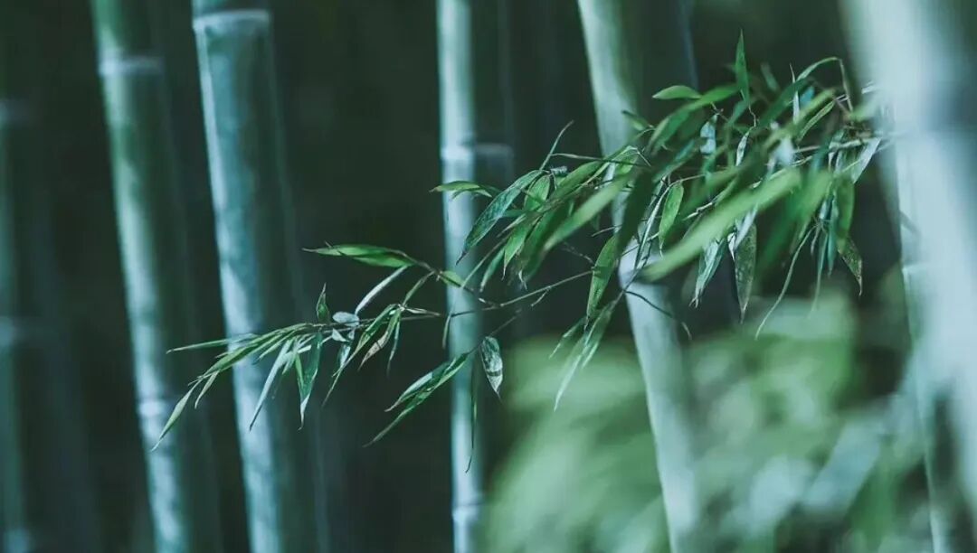 Shanghai Botanical Garden.jpg