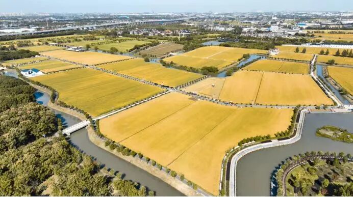 Rice fields in Luodian town.jpg