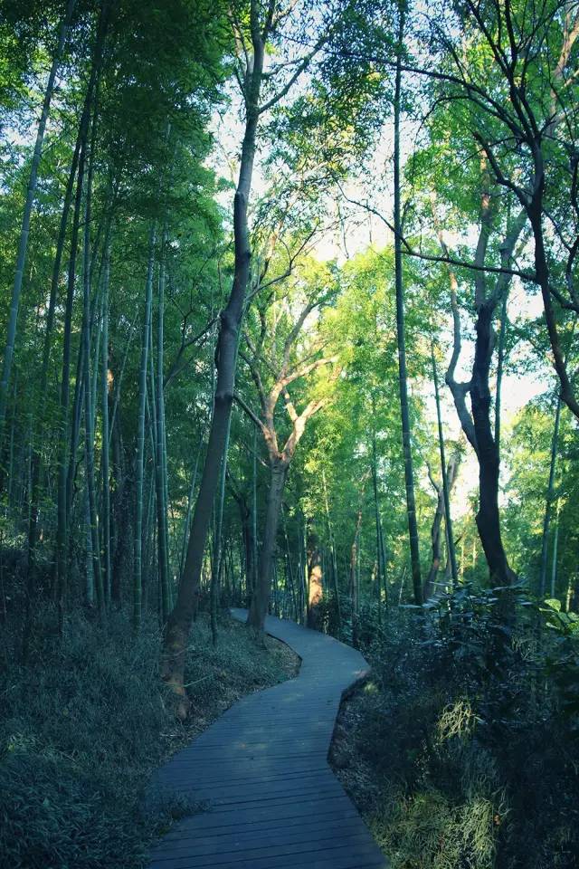Bamboo and wooden planks create a tranquil pathway.jpg