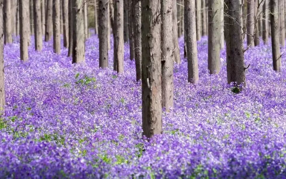 A sea of blue and purple blooms at Dongping National Forest Park.png