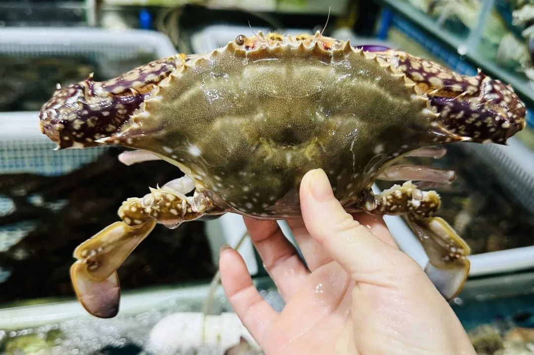 A large swimming crab in season at Yijia market.jpg