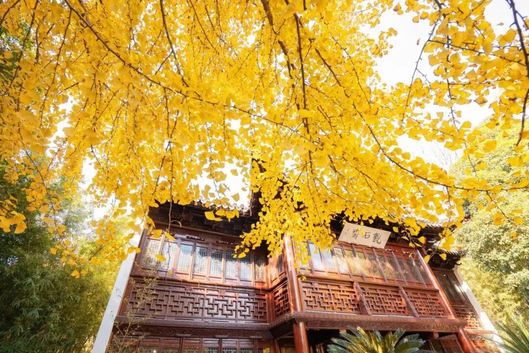 The classic lines of historic buildings, accented with gold from ginkgo leaves..jpg